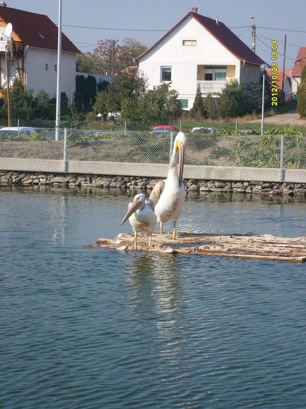 Kép