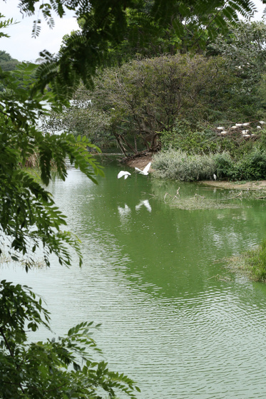 Mysore