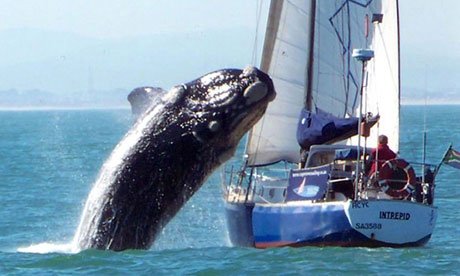 40-ton-whale-crash-lands--006