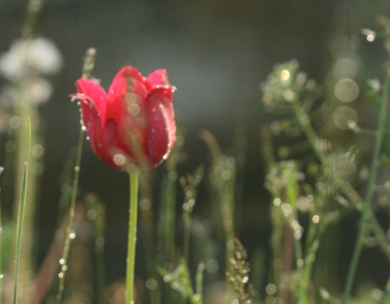 tulipán ((kakukktojás, mert ültetett, és biztos nem is volt a területen őshonos)
