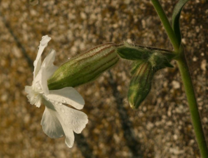 fehér mécsvirág (Silene latifolia)