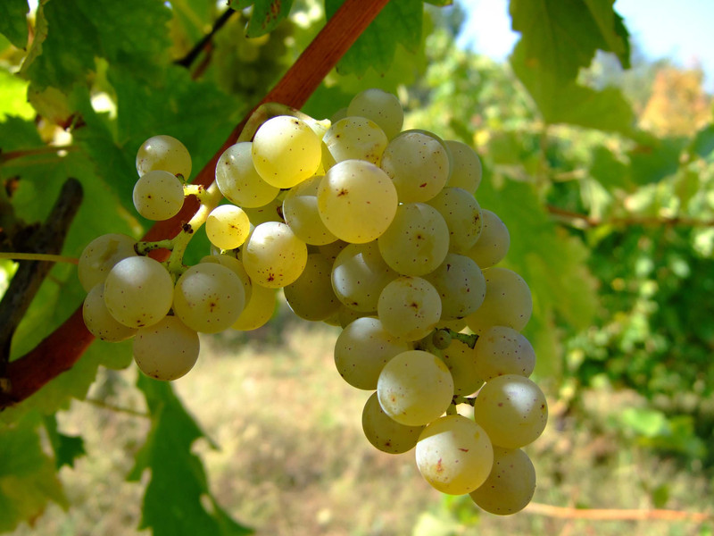 Sauvignon blanc vlasotince vineyards