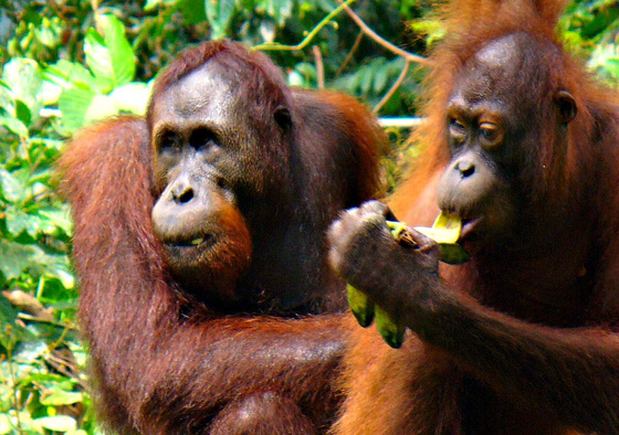 Orangutánok