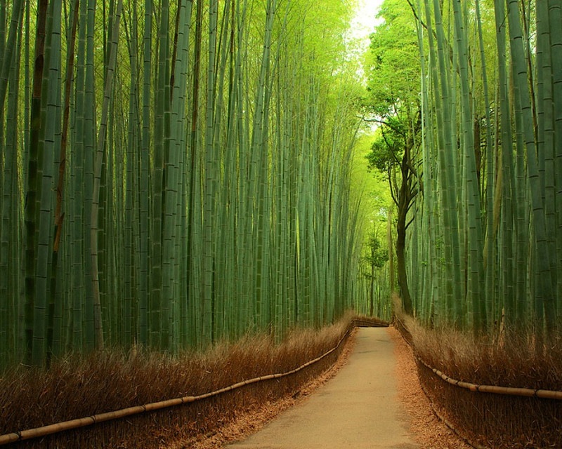Bambuszösvény, Japán