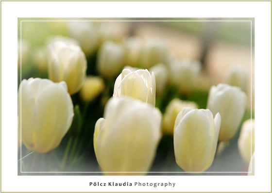 kisklau: Tavaszváró tulipánok