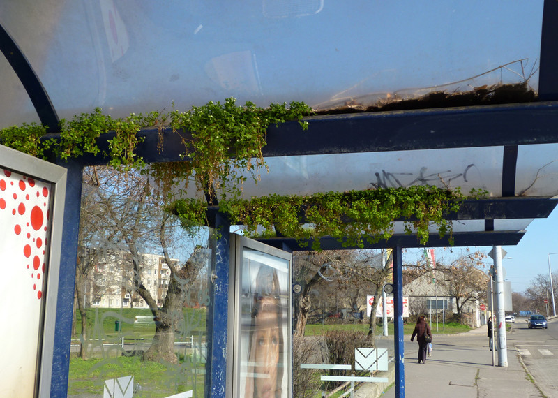 Itt a tavasz, nyílnak a buszmegállók - fotók: Eszter