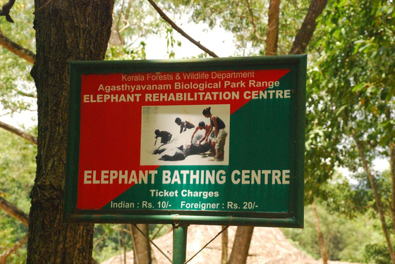 IndiaPass: Indiai elefánt