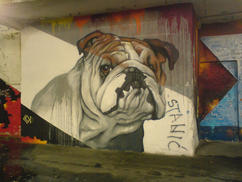 210- Bulldog