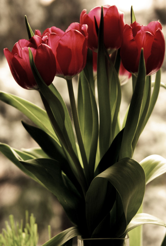 pauljavor: tulips