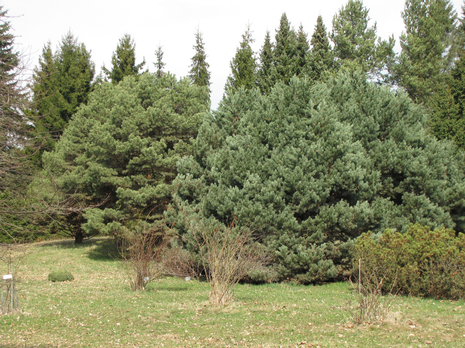 Zólyom, Borová Hora, arborétum, SzG3