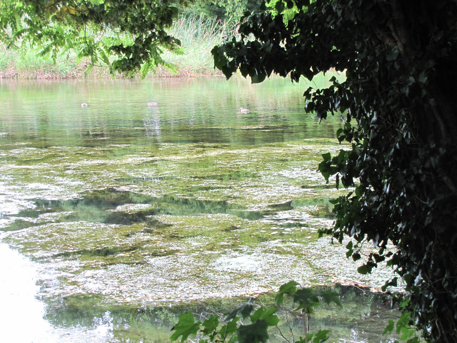 Sankt Peter am Hart, Hagenau, SzG3