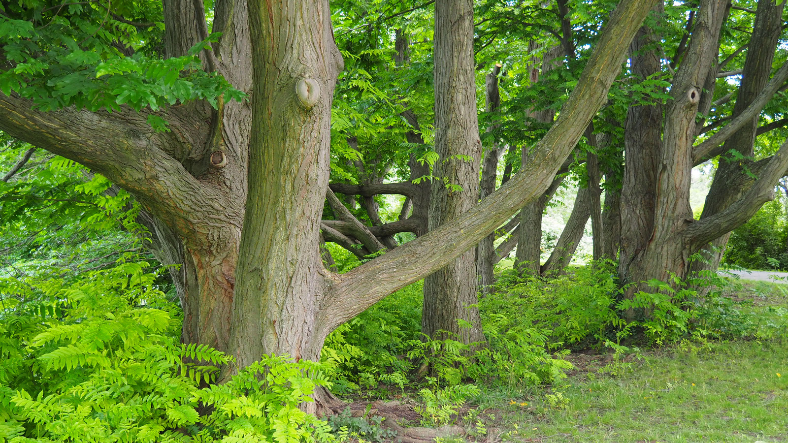 Bécs, Oberlaa, Kurpark, SzG3