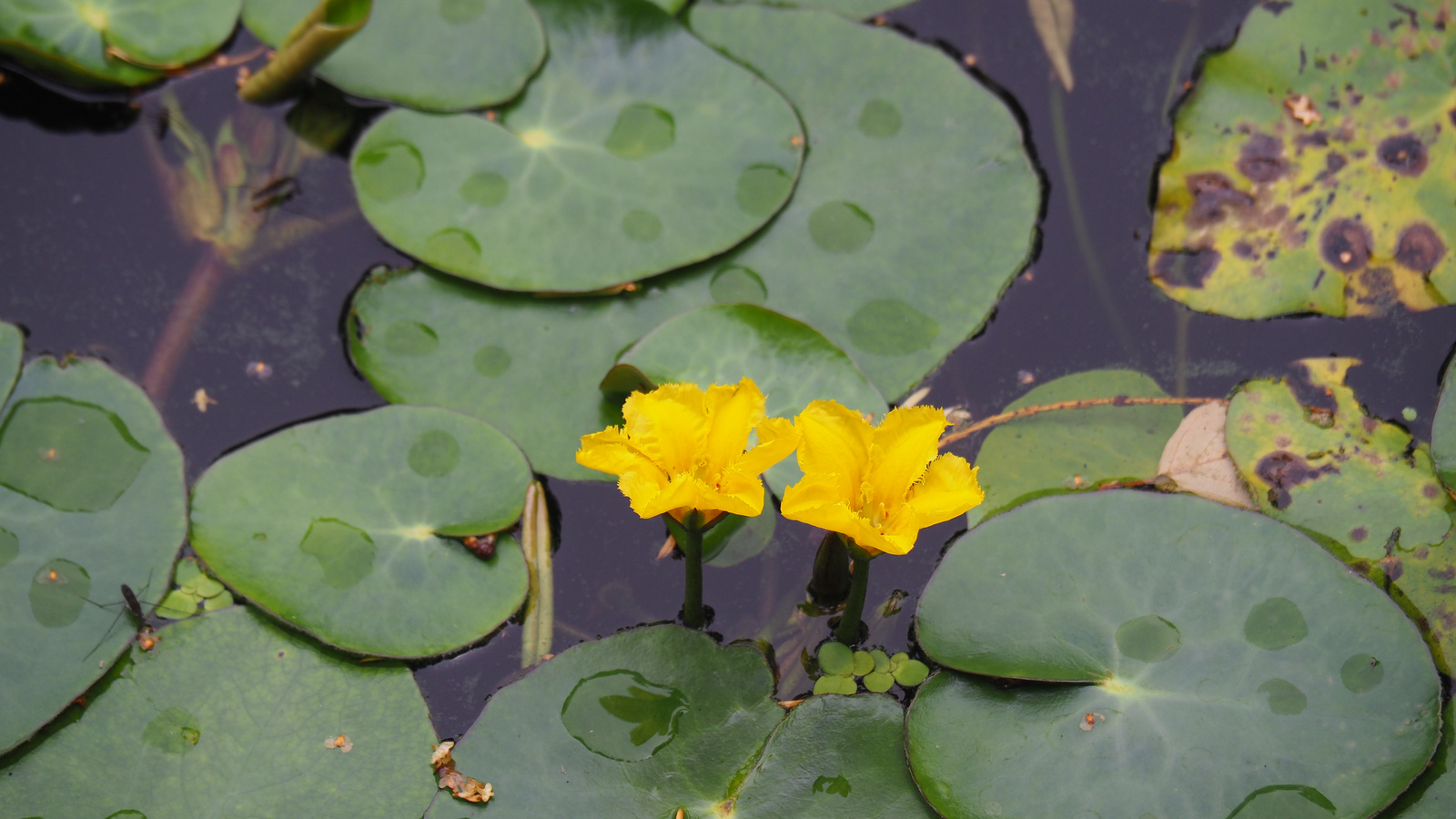 Bílá Lhota-Chudobín, Arboretum Bílá Lhota, SzG3