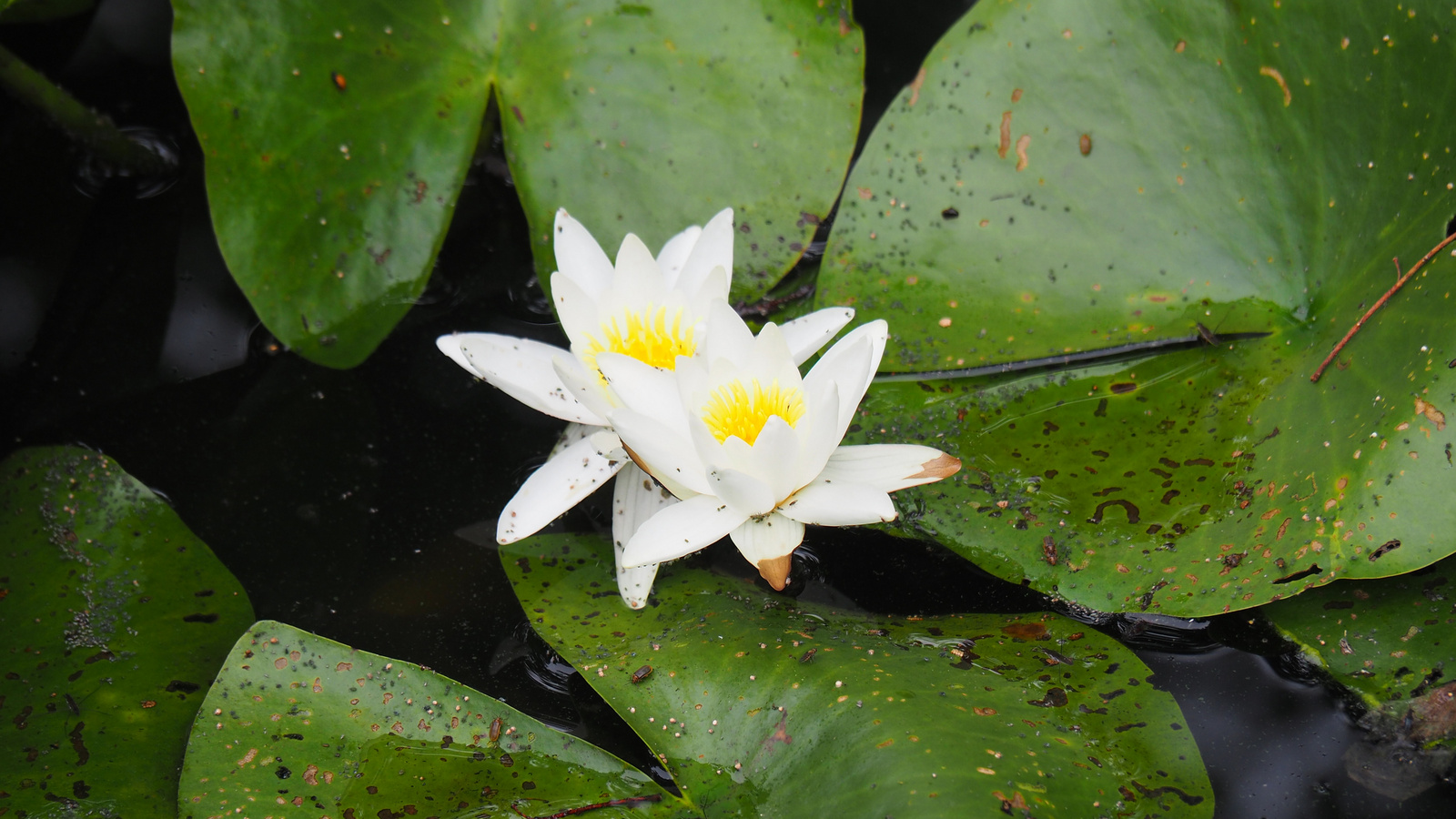 Bílá Lhota-Chudobín, Arboretum Bílá Lhota, SzG3