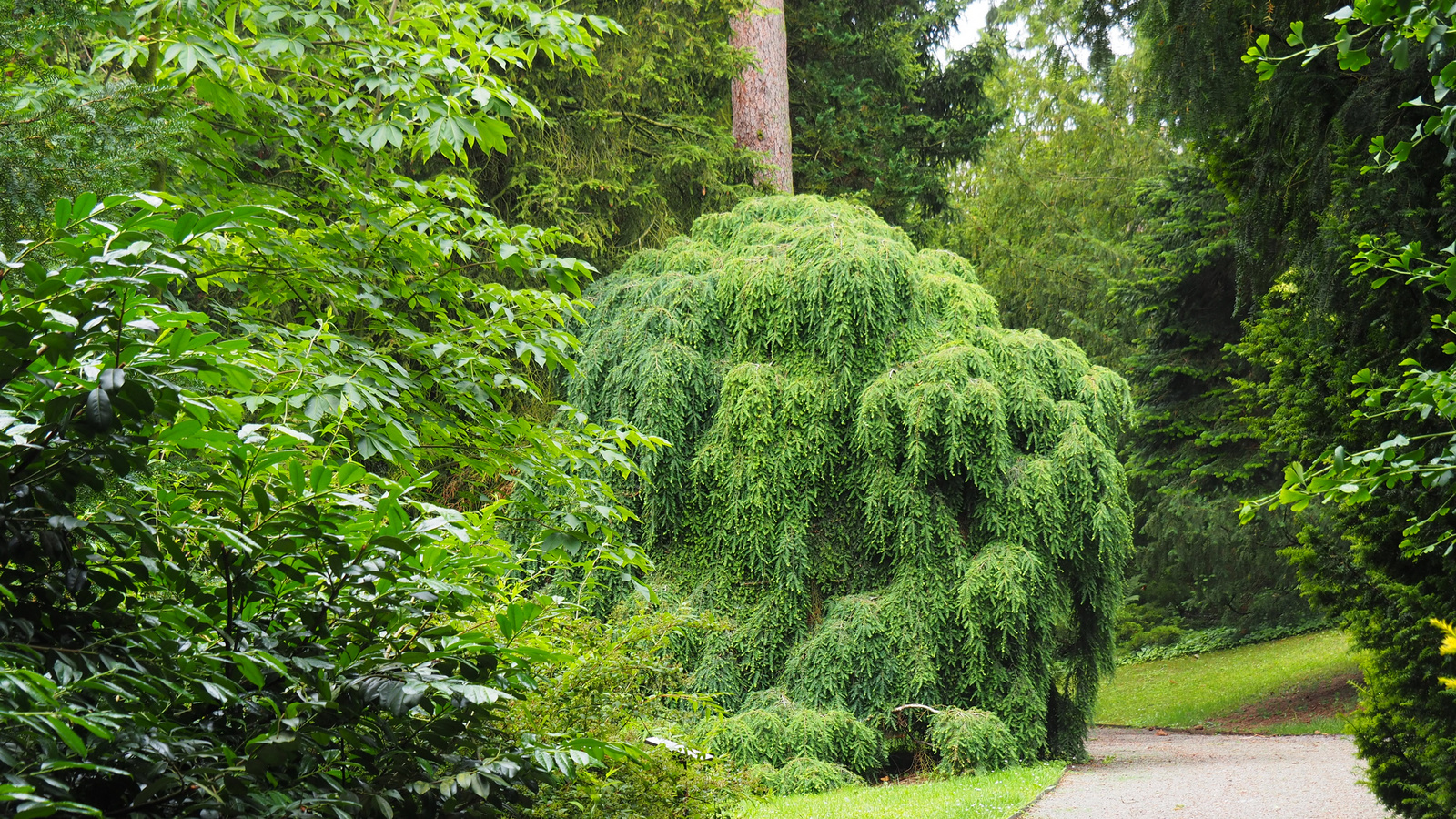 Bílá Lhota-Chudobín, Arboretum Bílá Lhota, SzG3