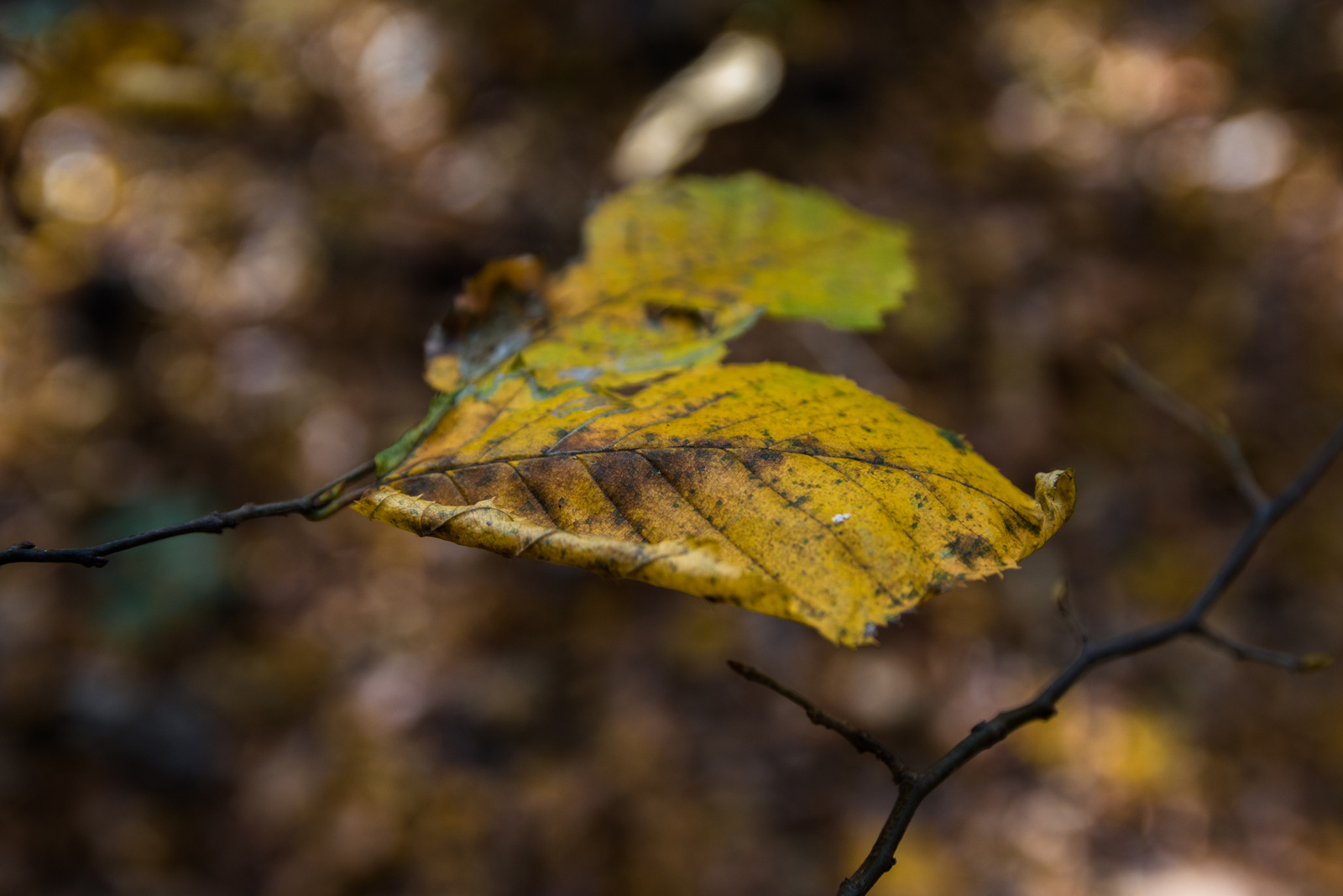 Fall Leaf