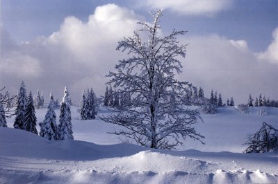 winter-landscape