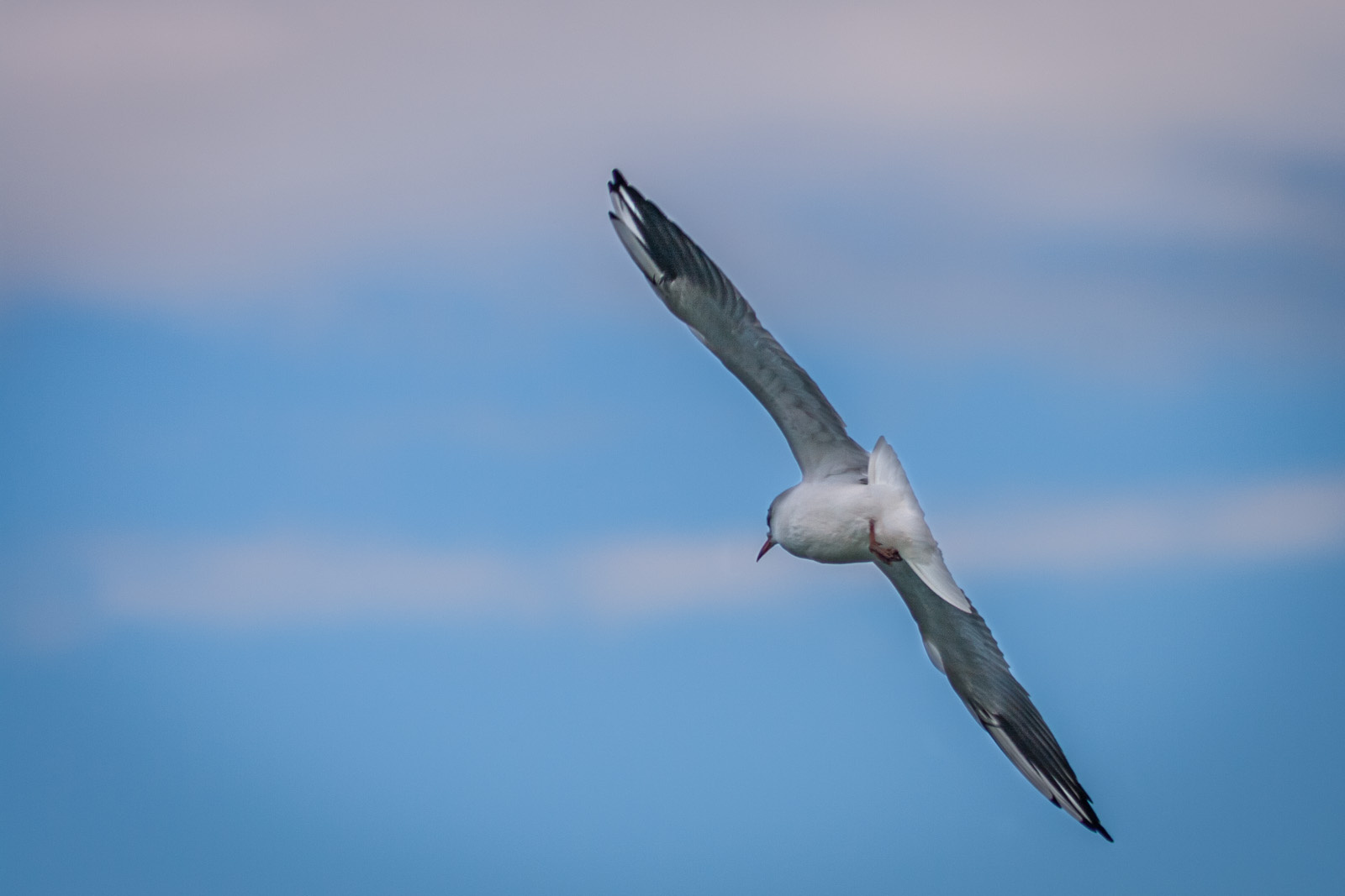 2014-08-14 - Balatonalmádi - IMG 9663 LR-2