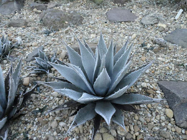 Agave parryi v cousei 2015-2016 tél