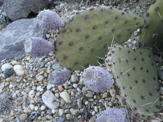 Opuntia flavescens 2015-2016 tél