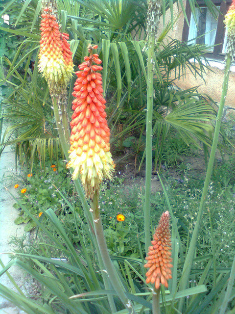 Kniphofia sp