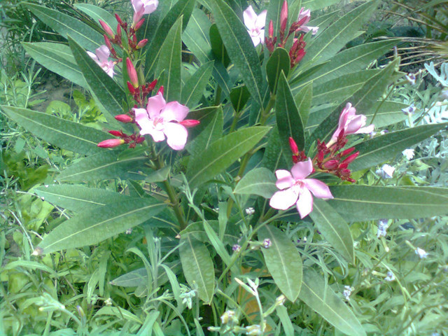 Nerium oleander 'Atlas', 2016 június 2