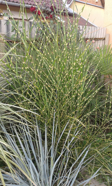 Miscanthus sinensis zebrinus 20160918