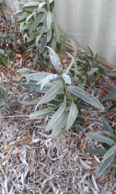 Nerium oleander X Atlas magoncok, 2016 december 4.