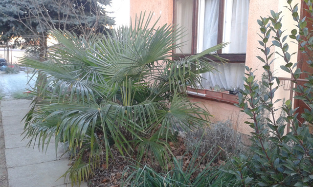 Trachycarpus fortunei, 2016 december 4.