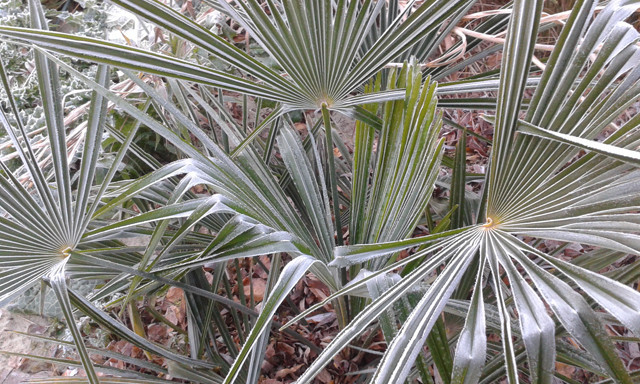 Trachycarpus fortunei, 2016 december 4.