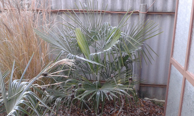 Trachycarpus fortunei, 2016 december 4.