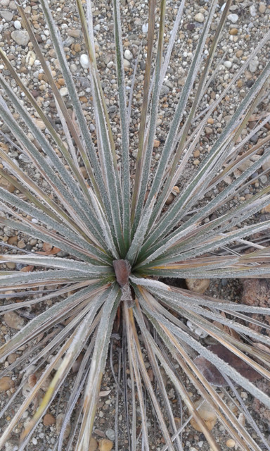 Yucca stricta, 2016 december 4