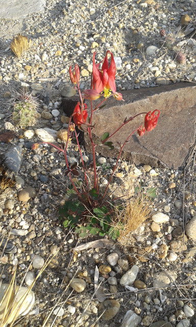 Aquilegia desertorum 2017.04.13