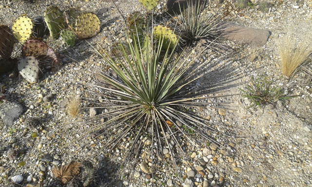 Yucca neomexicana 2017.04.09