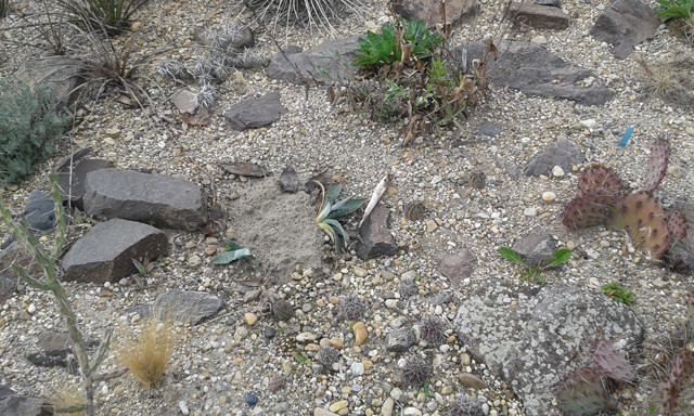 Agave megalacantha táúlélő sarjai 2017.04.13