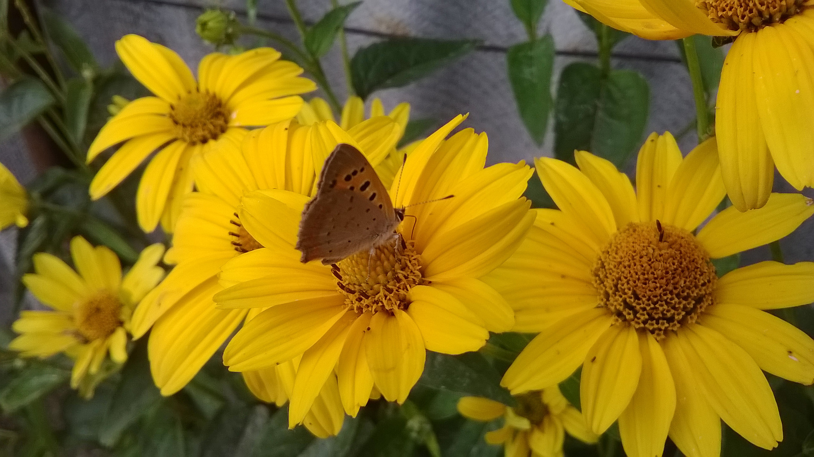 közönséges tűzlepke (lycaena phlaeas)