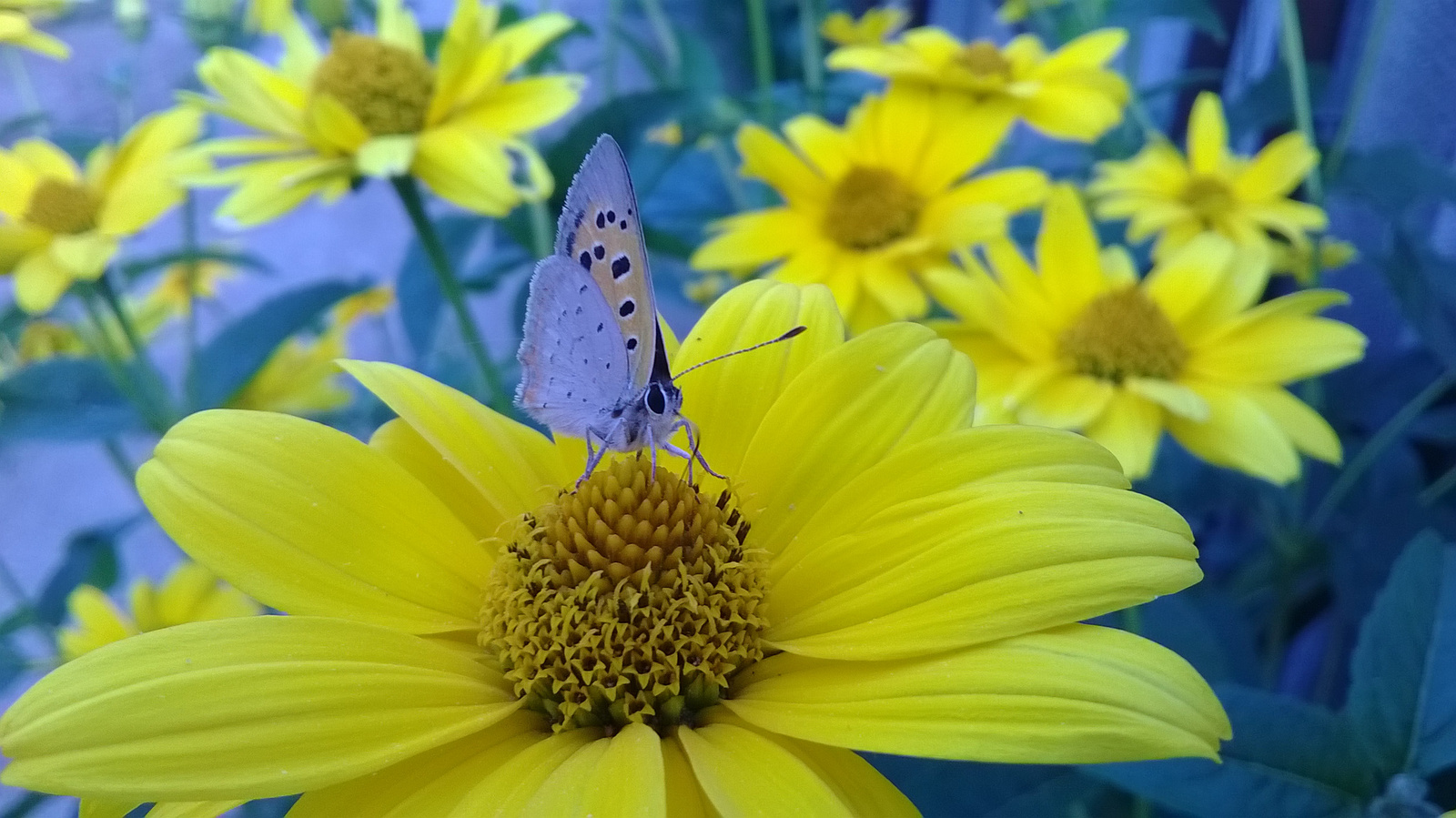 Kis tűzlepke ( Lycaena thersamon)