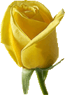 hn---2-yellow-rose