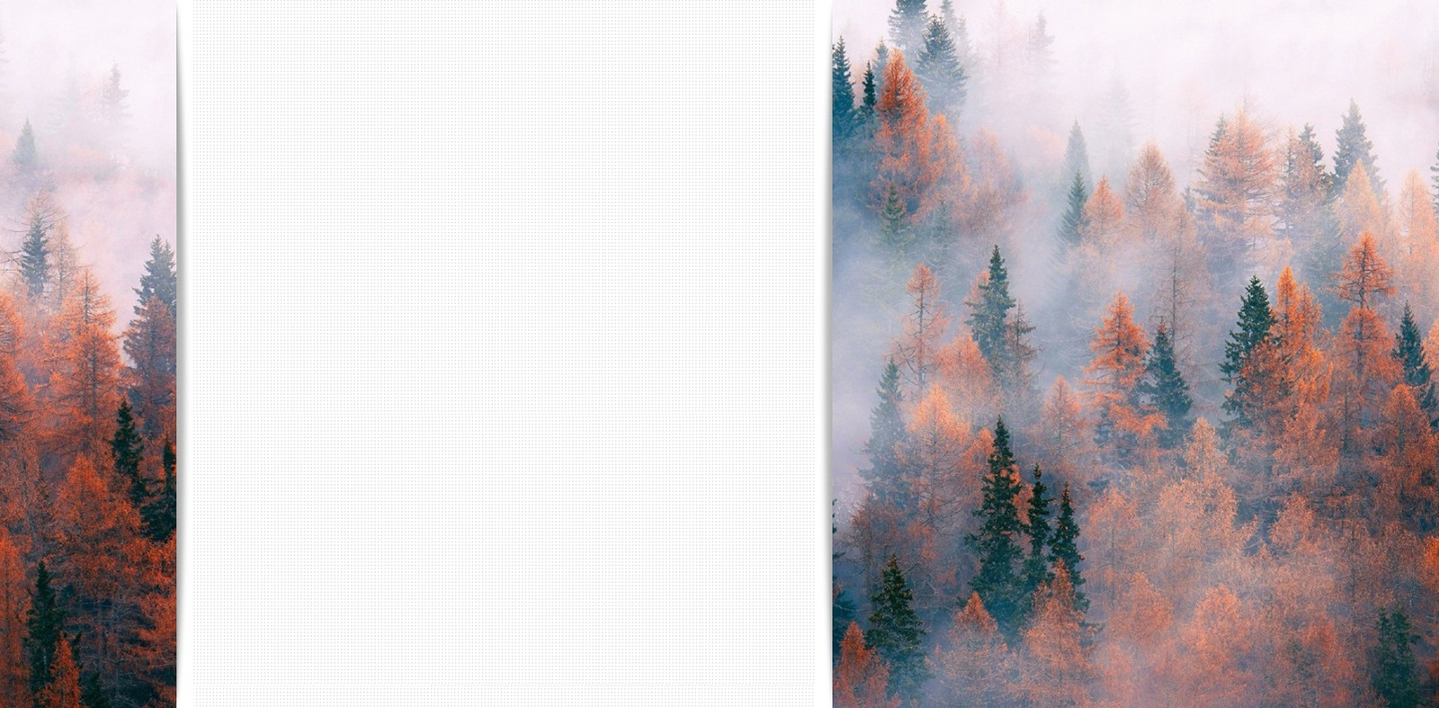 őszi ködös erdő.png