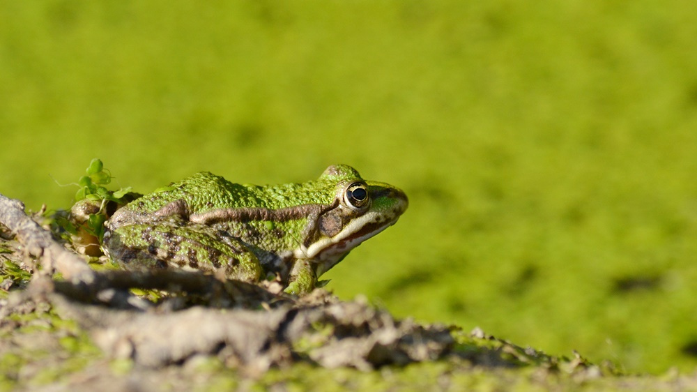 Zöldben