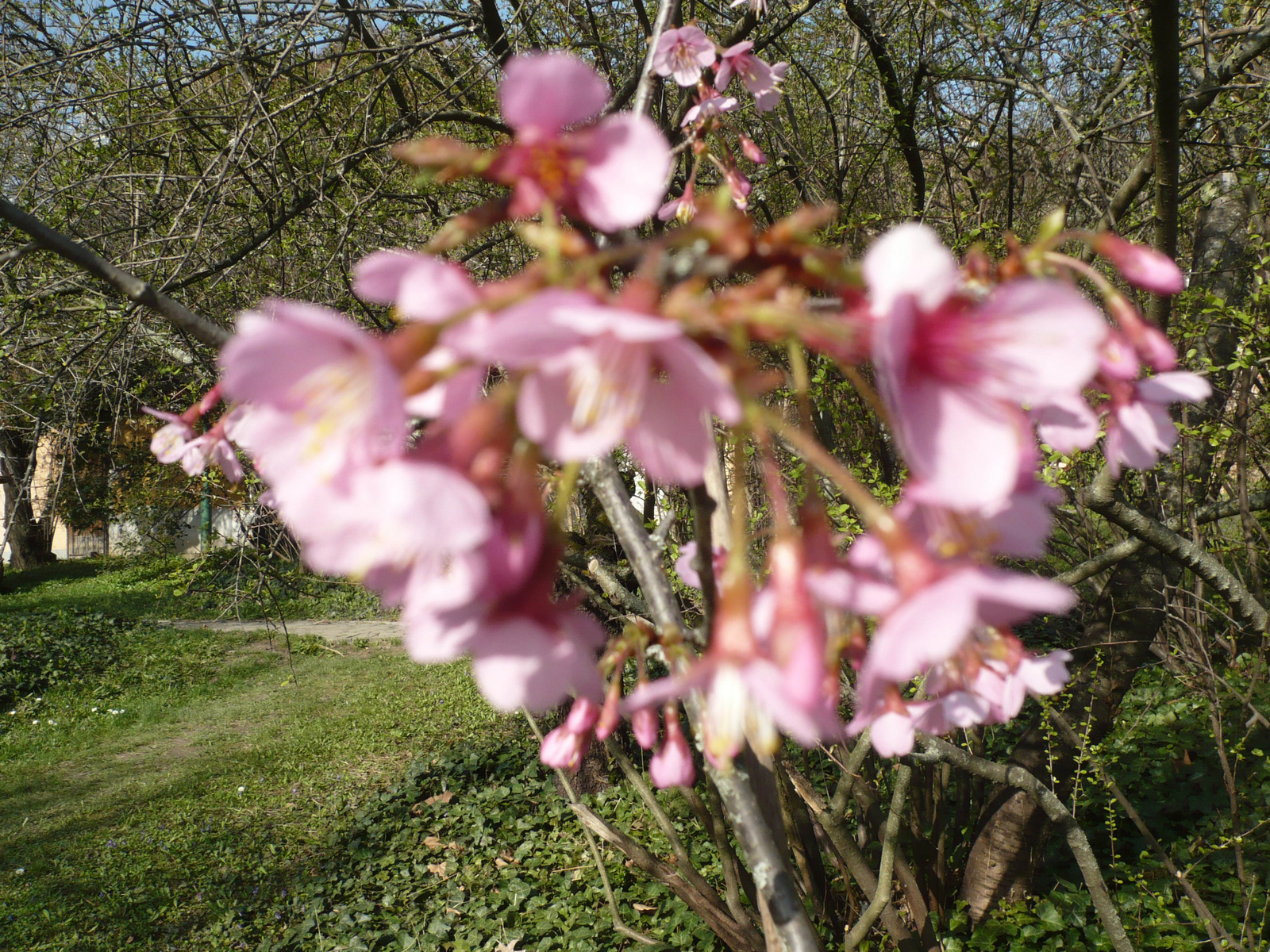 Budai Arborétum 2024. márc. 4.