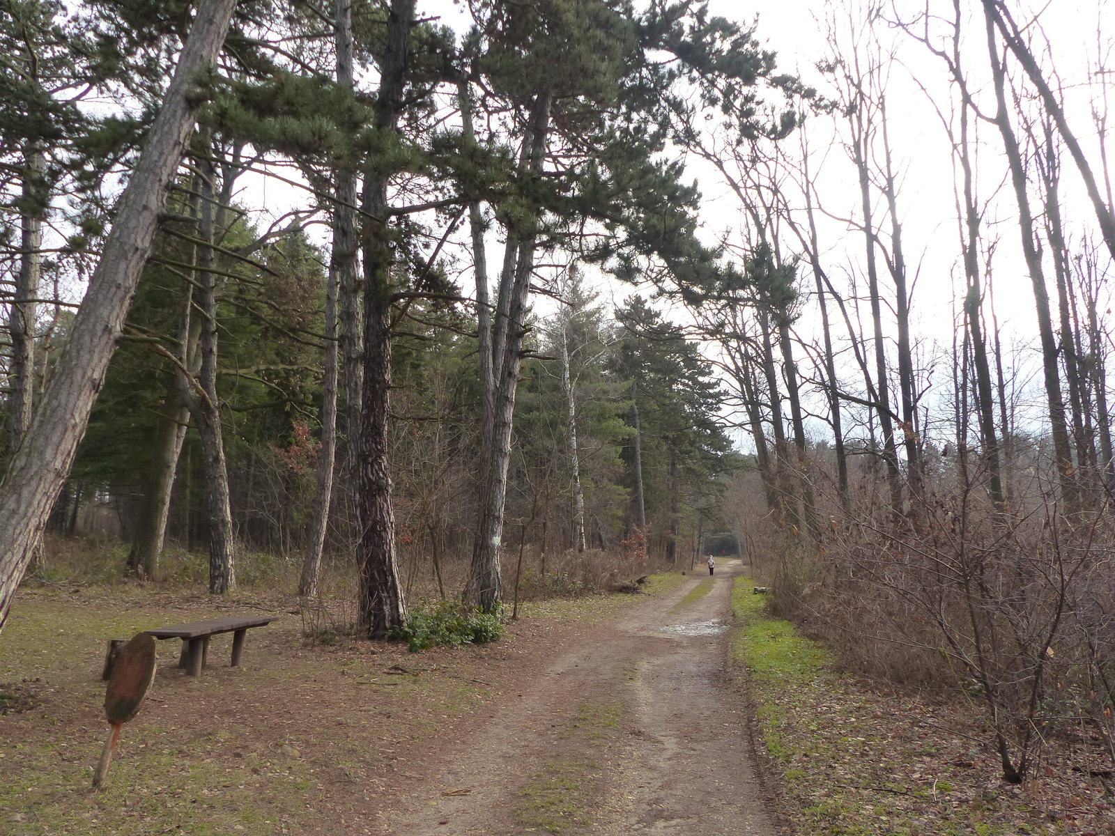 Gödöllő, Arborétum, SzG3