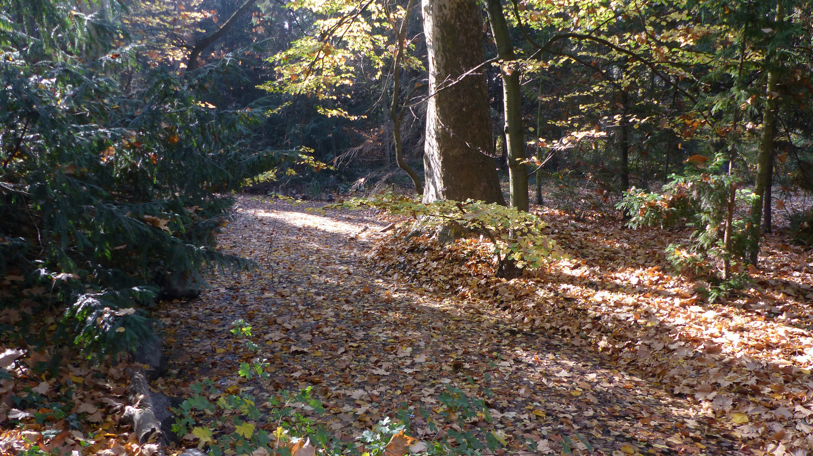 Vácrátót, az Arborétum ősszel, SzG3