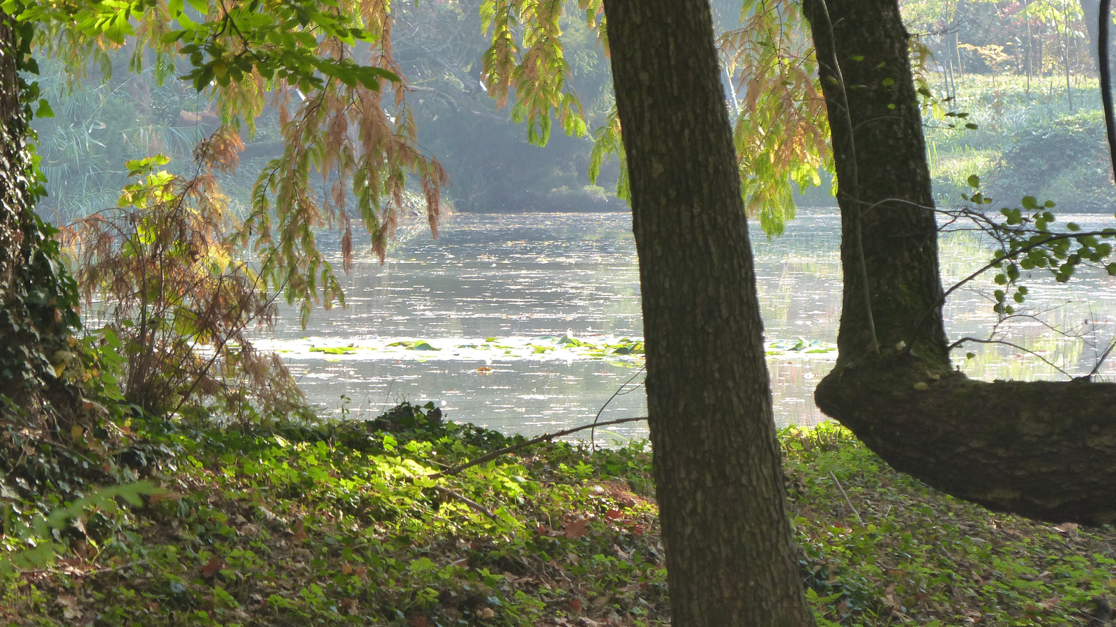 Vácrátót, az Arborétum ősszel, SzG3