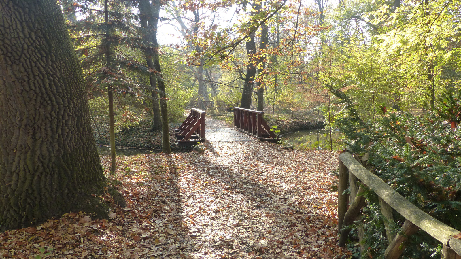 Vácrátót, az Arborétum ősszel, SzG3