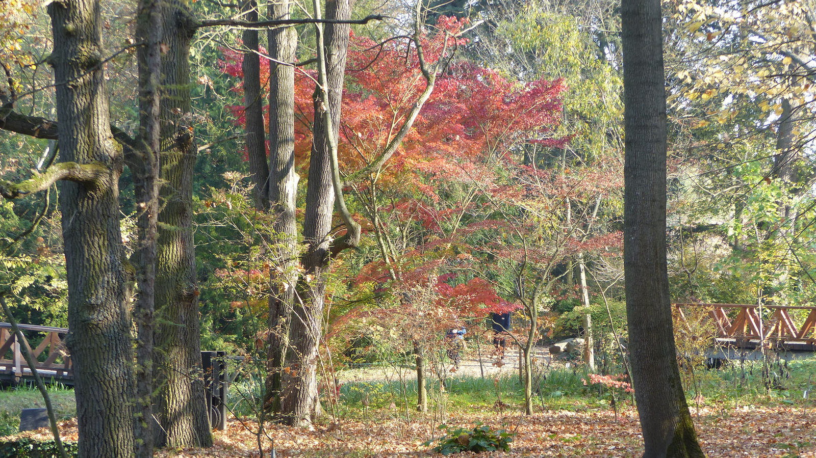 Vácrátót, az Arborétum ősszel, SzG3