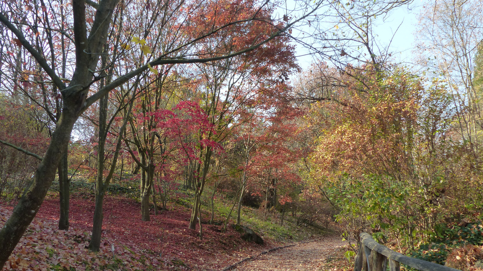 Vácrátót, az Arborétum ősszel, SzG3