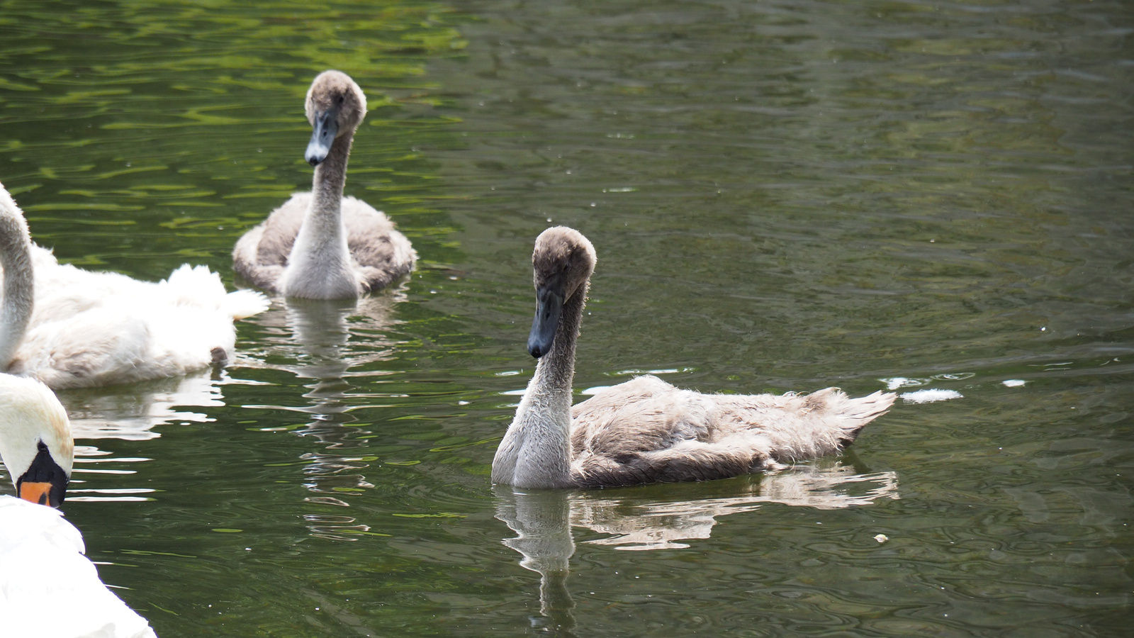 Laxenburg, Schlosspark, SzG3