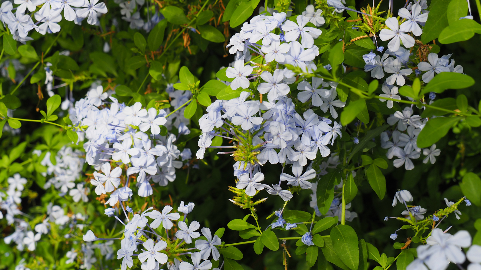 Olomouc, Sbírkové skleníky Flora Olomouc, SzG3