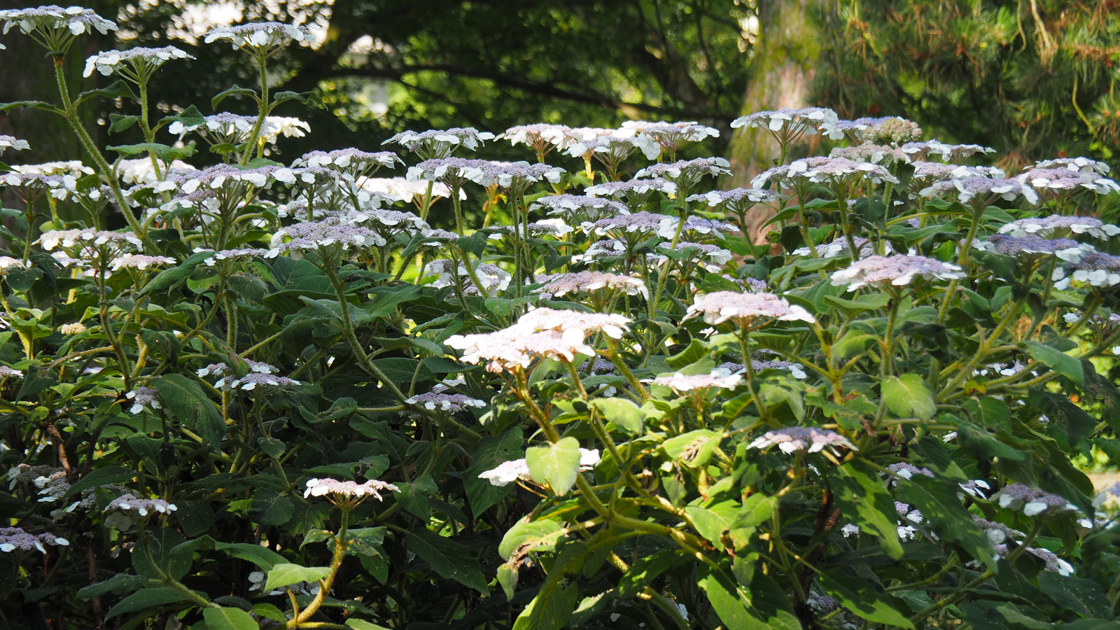 Olomouc, Botanická zahrada v Bezručových sadech, SzG3